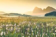 哪可以买足球比分-足球比分获取全攻略,正规渠道与防骗指南